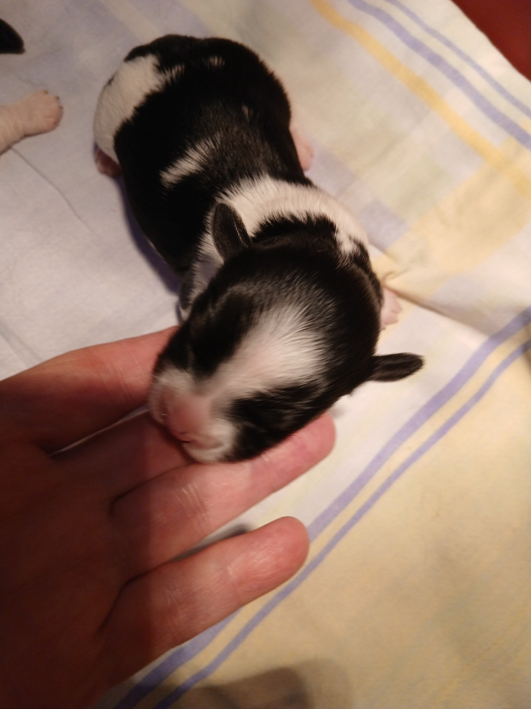 Le havre des petits charmeurs - Chiots disponibles - Bichon Havanais