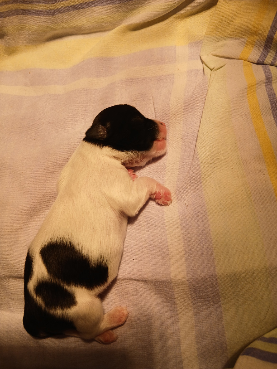 Le havre des petits charmeurs - Chiots disponibles - Bichon Havanais