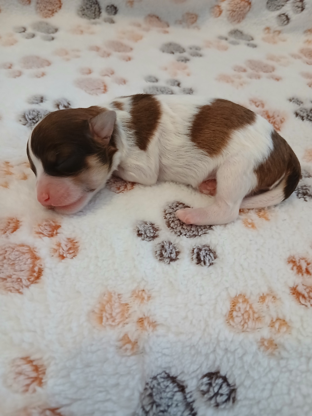 Le havre des petits charmeurs - Chiots disponibles - Bichon Havanais