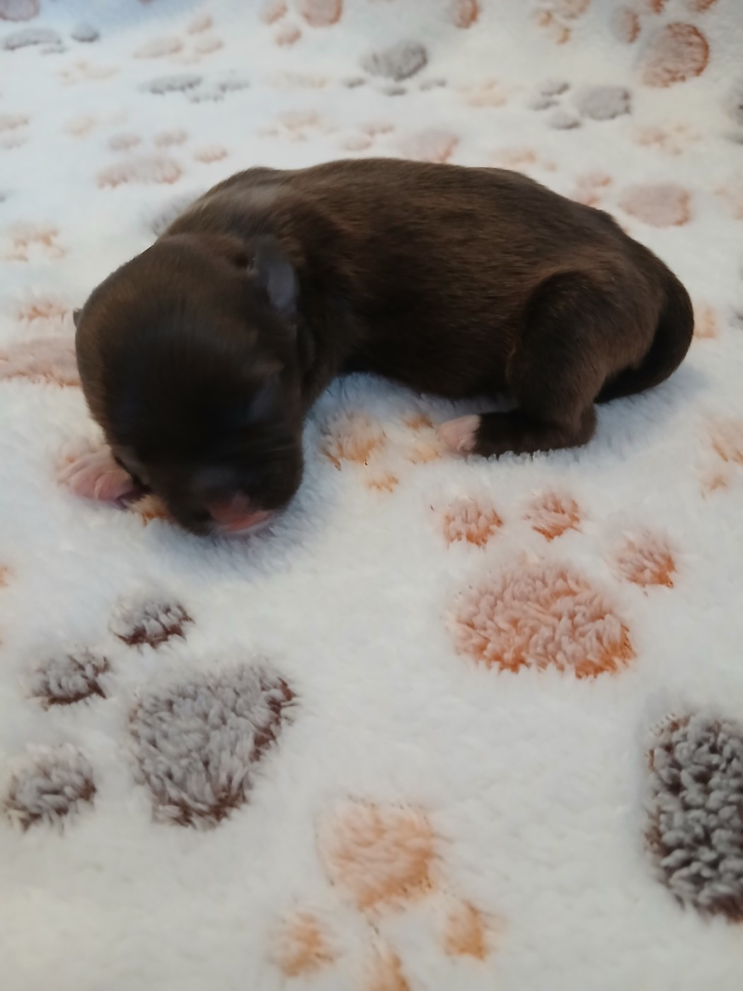 Le havre des petits charmeurs - Chiots disponibles - Bichon Havanais