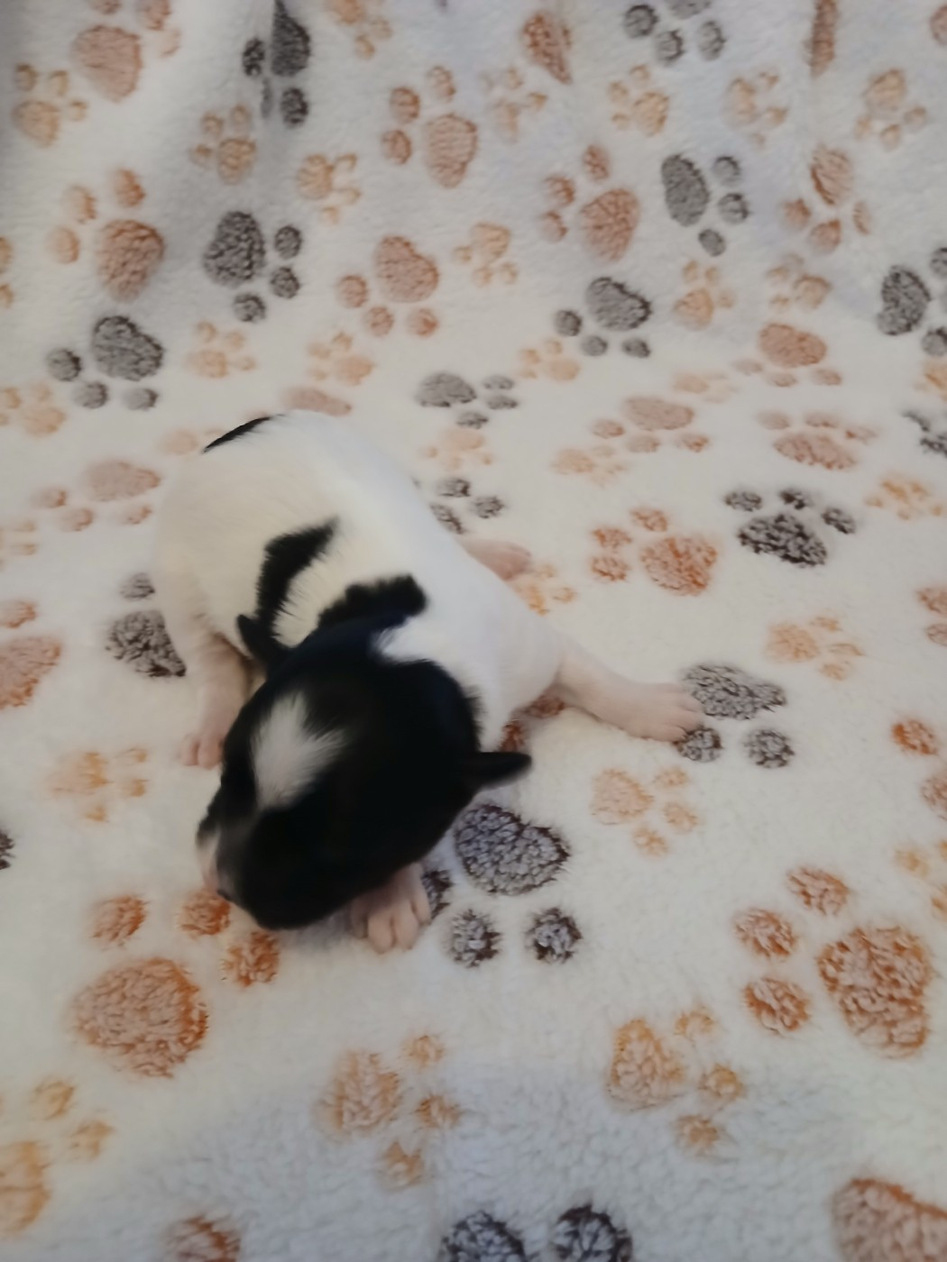 Le havre des petits charmeurs - Chiots disponibles - Bichon Havanais