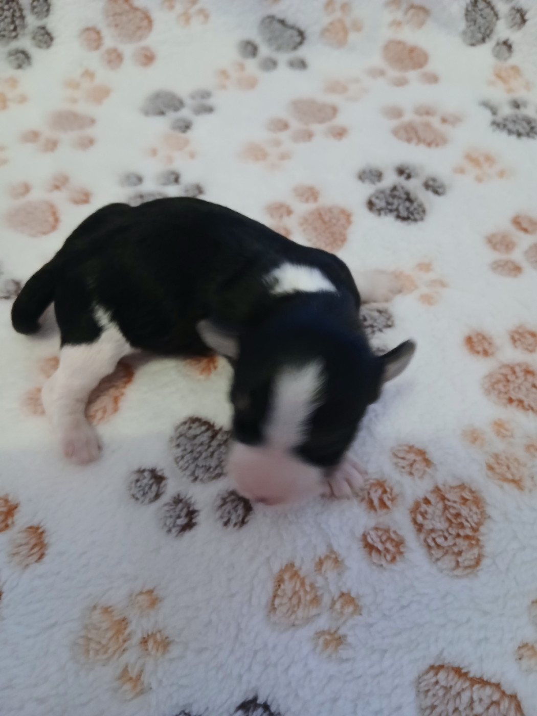 Le havre des petits charmeurs - Chiots disponibles - Bichon Havanais