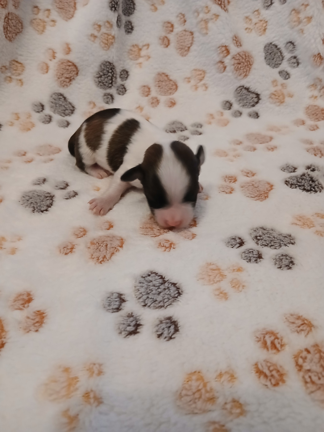 Le havre des petits charmeurs - Chiots disponibles - Bichon Havanais