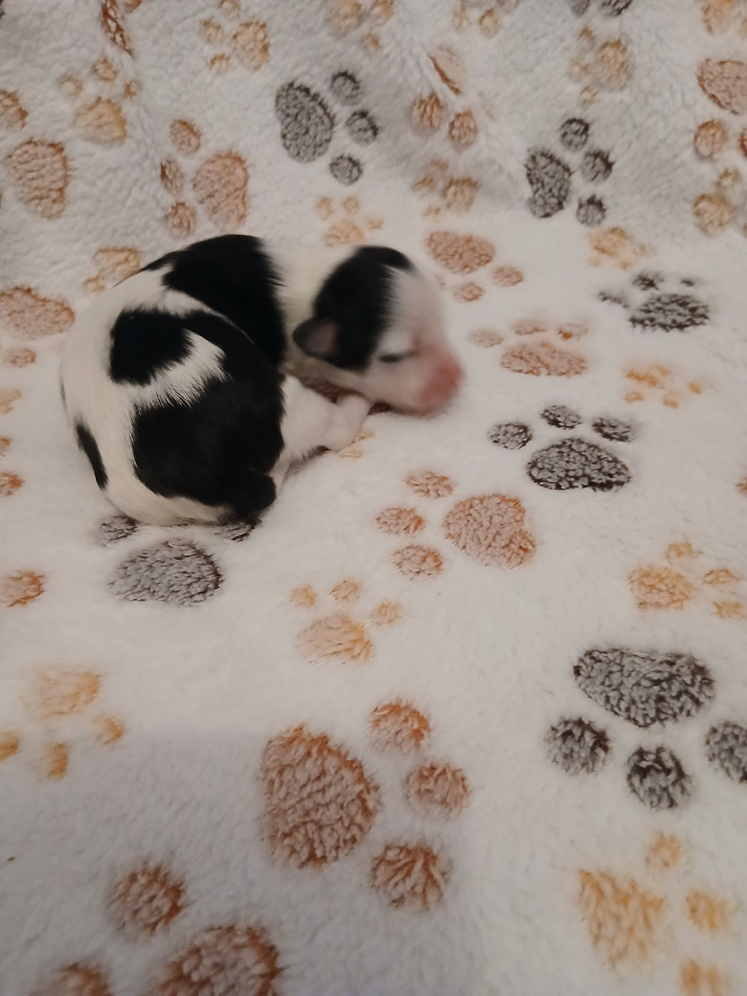 Le havre des petits charmeurs - Chiots disponibles - Bichon Havanais