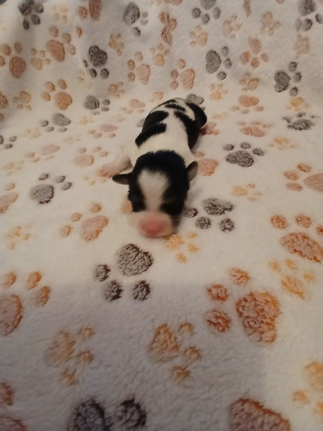 Le havre des petits charmeurs - Chiots disponibles - Bichon Havanais