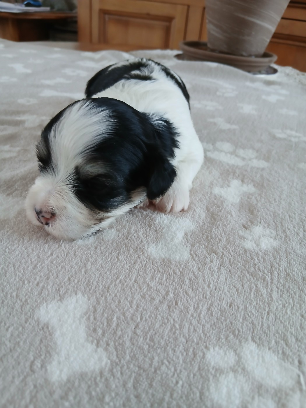 Le havre des petits charmeurs - Chiots disponibles - Bichon Havanais