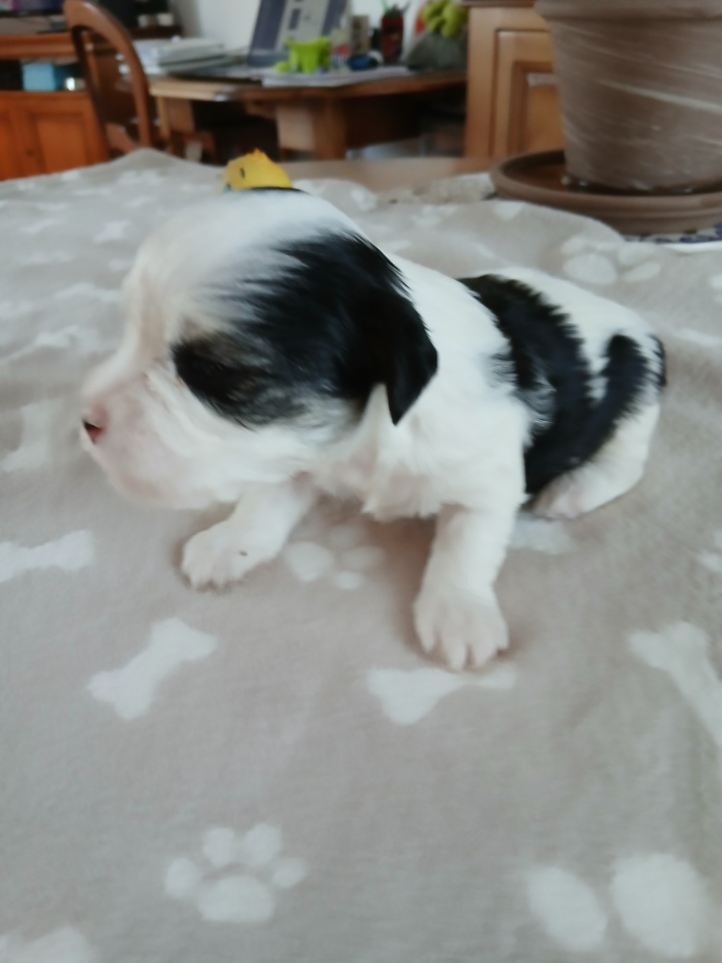 Le havre des petits charmeurs - Chiots disponibles - Bichon Havanais