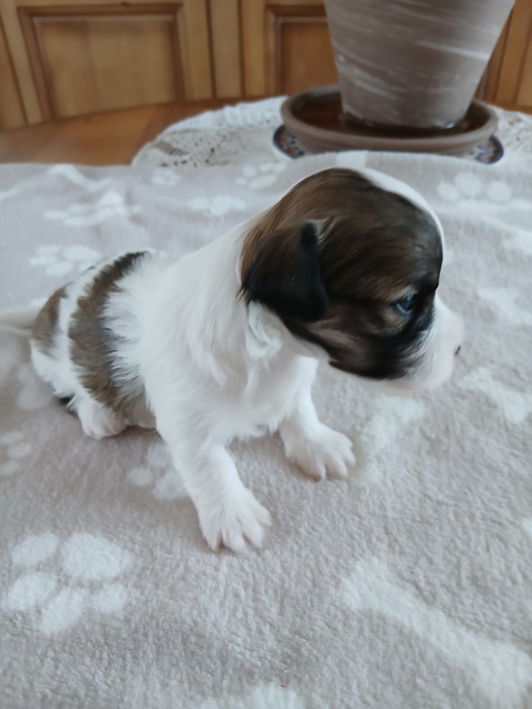 Le havre des petits charmeurs - Chiots disponibles - Bichon Havanais