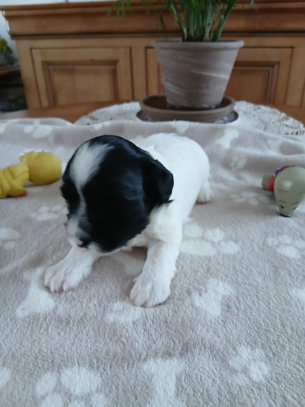 Le havre des petits charmeurs - Chiots disponibles - Bichon Havanais