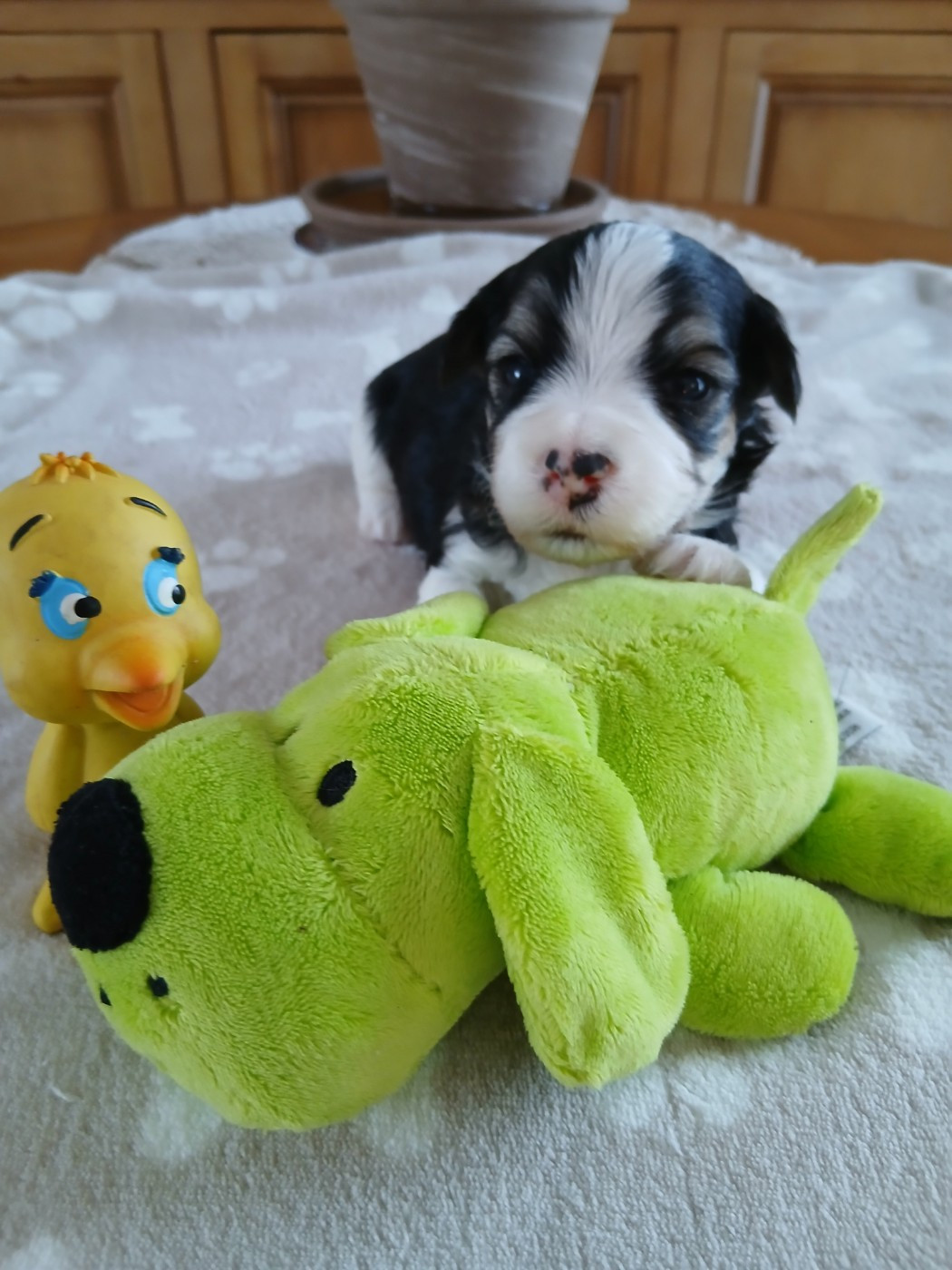 Le havre des petits charmeurs - Chiots disponibles - Bichon Havanais