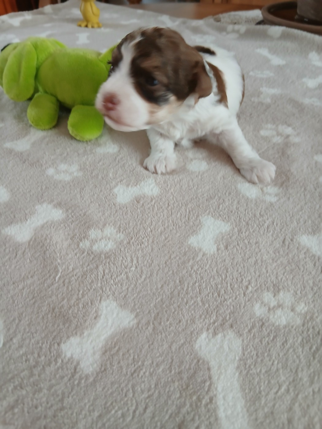 Le havre des petits charmeurs - Chiots disponibles - Bichon Havanais