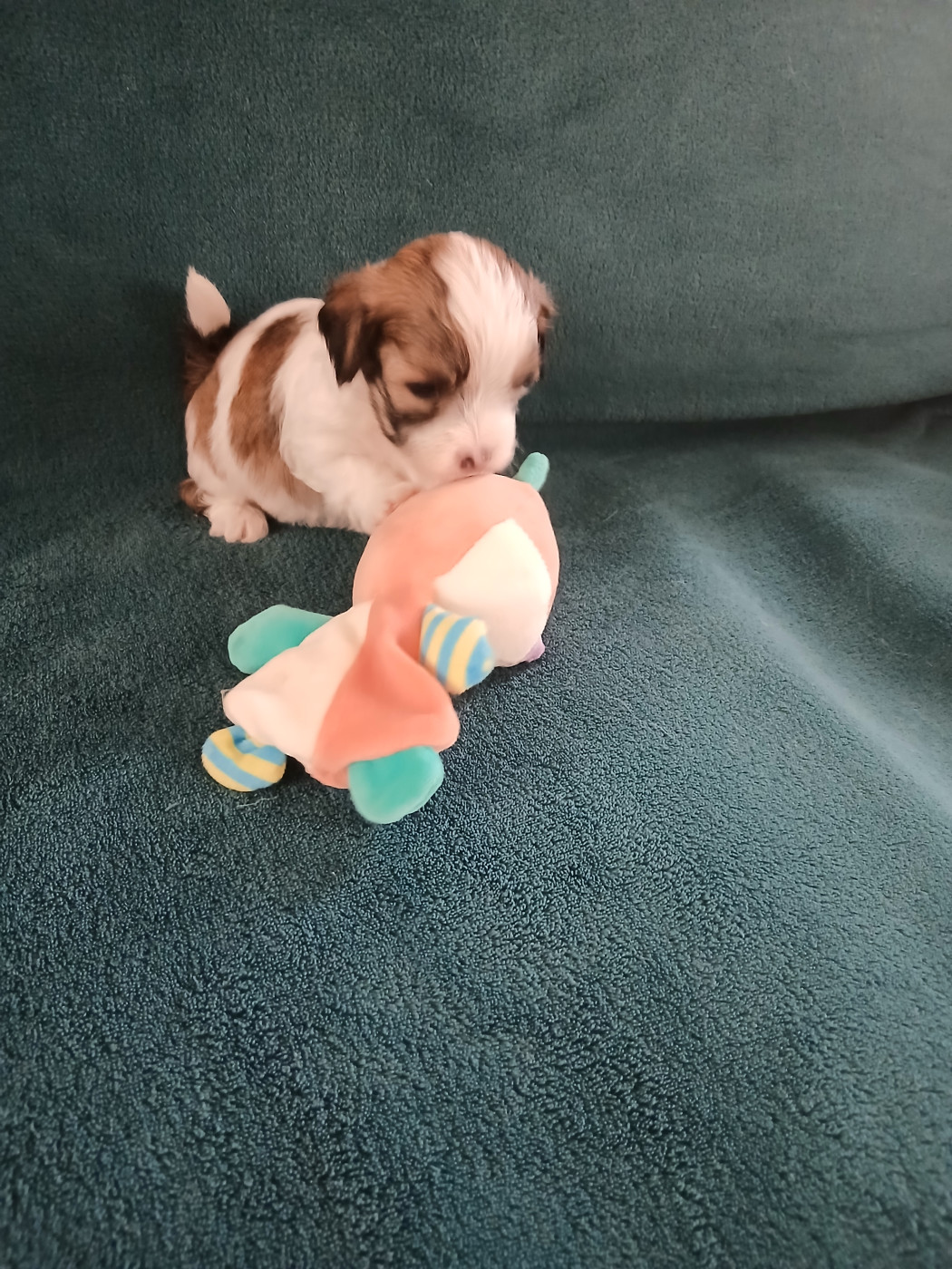 Le havre des petits charmeurs - Chiots disponibles - Bichon Havanais