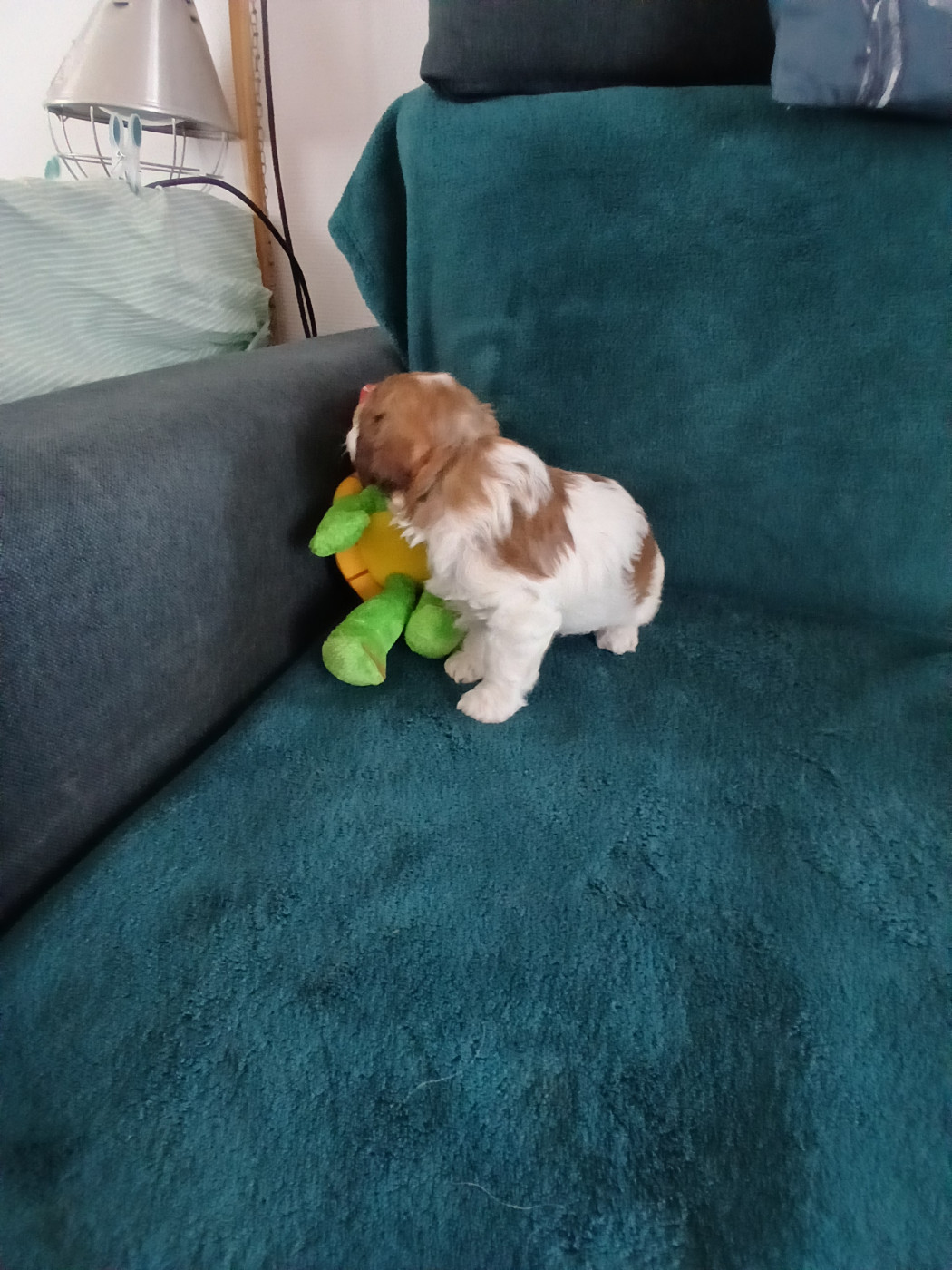 Le havre des petits charmeurs - Chiots disponibles - Bichon Havanais