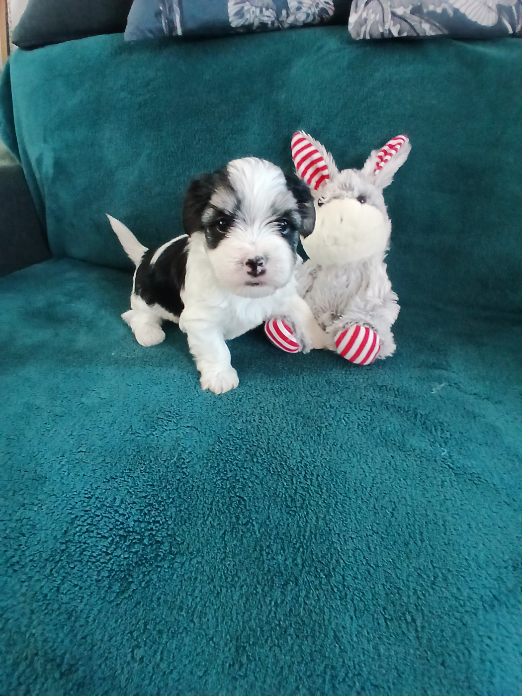 Le havre des petits charmeurs - Chiots disponibles - Bichon Havanais