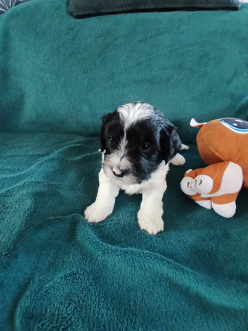 Le havre des petits charmeurs - Chiots disponibles - Bichon Havanais