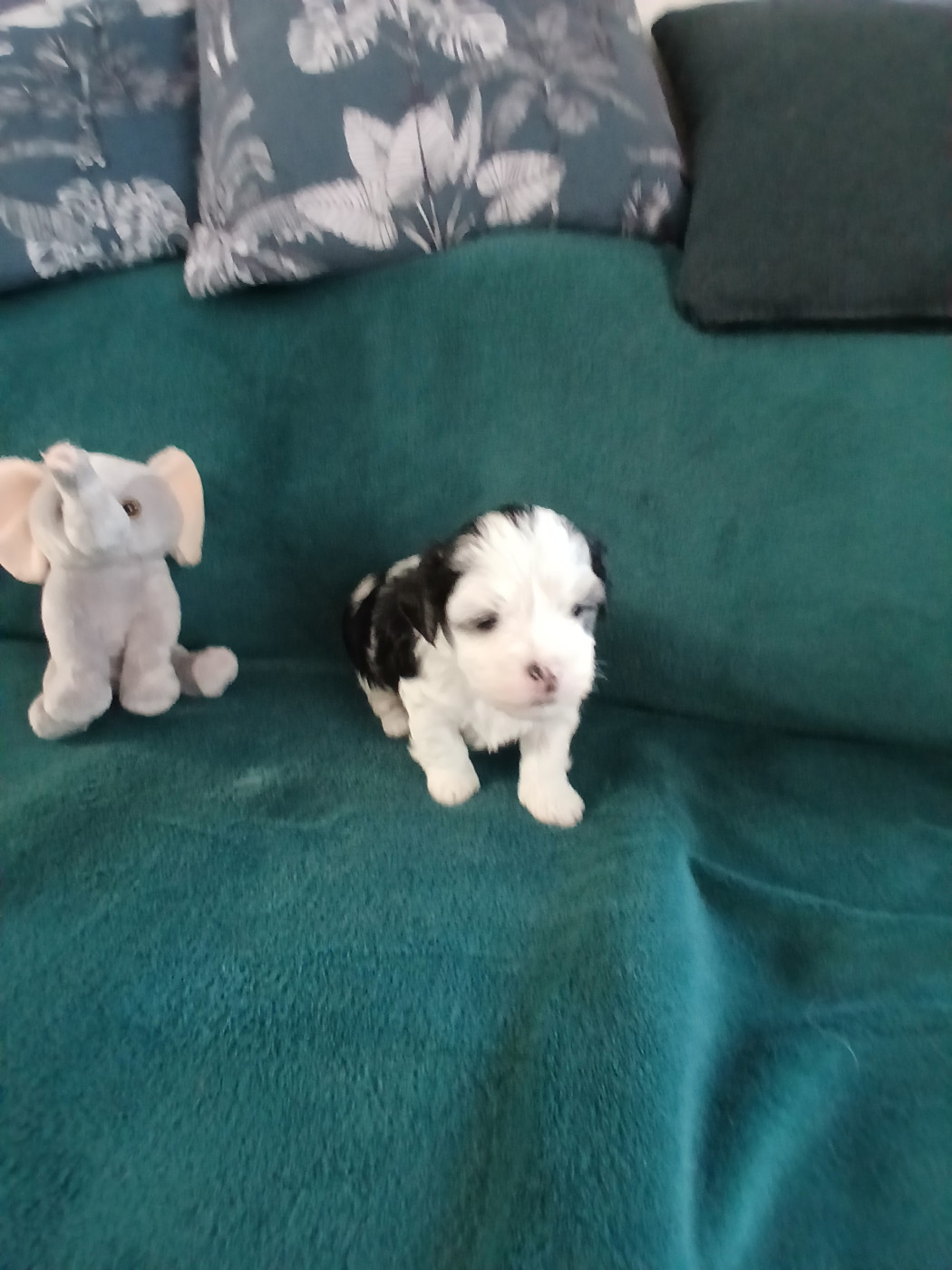 Le havre des petits charmeurs - Chiots disponibles - Bichon Havanais