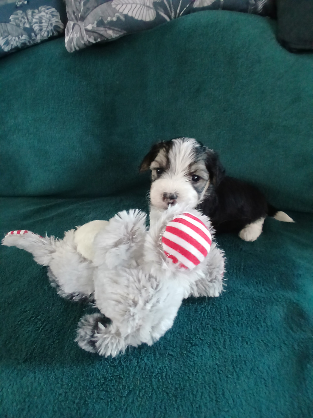 Le havre des petits charmeurs - Chiots disponibles - Bichon Havanais