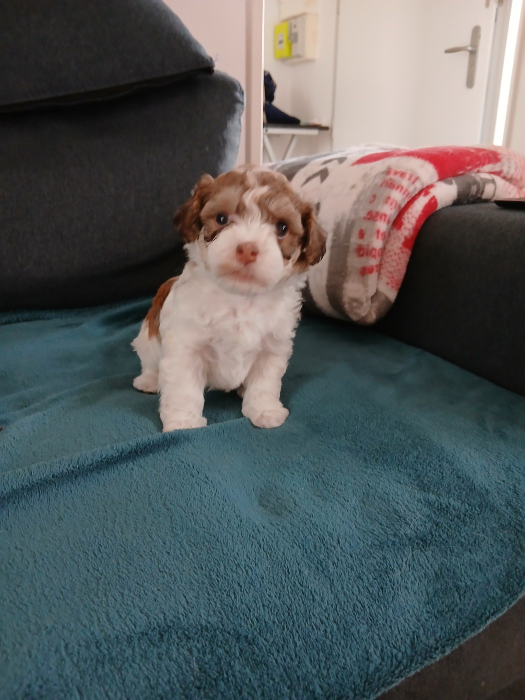 Le havre des petits charmeurs - Chiots disponibles - Bichon Havanais