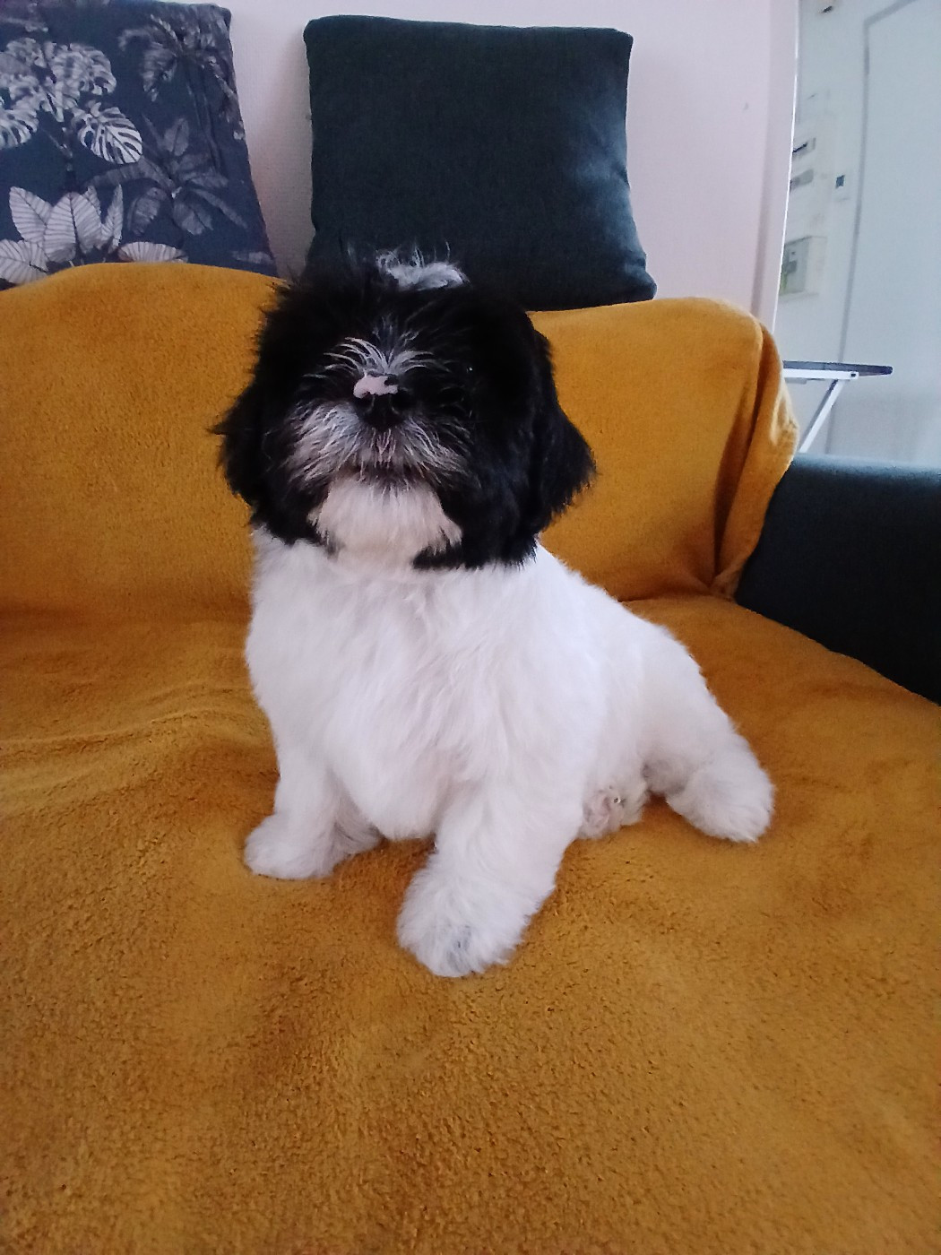 Le havre des petits charmeurs - Chiots disponibles - Bichon Havanais