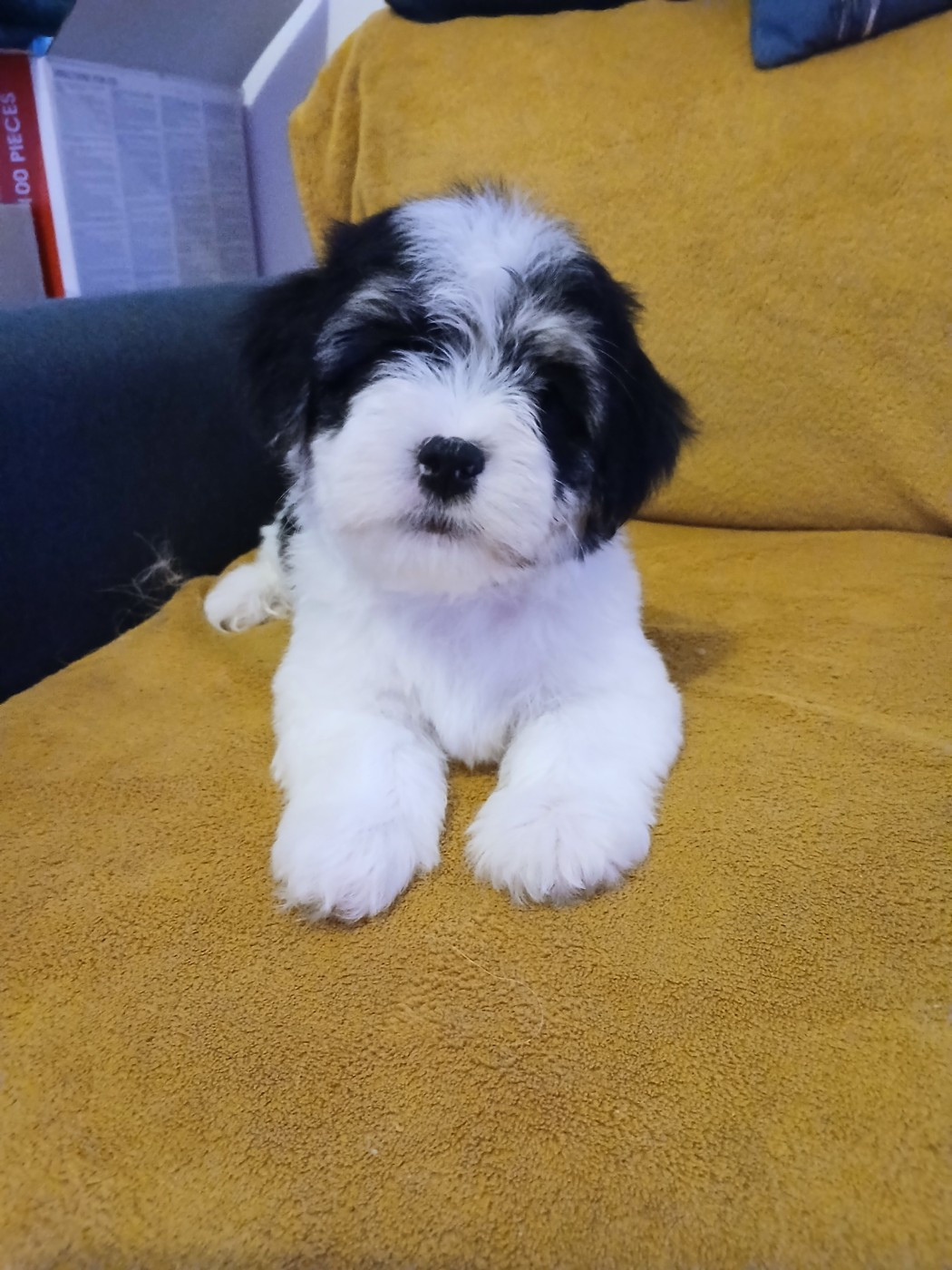 Le havre des petits charmeurs - Chiots disponibles - Bichon Havanais